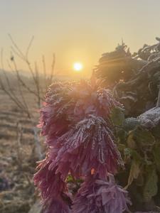 作者花开花落的